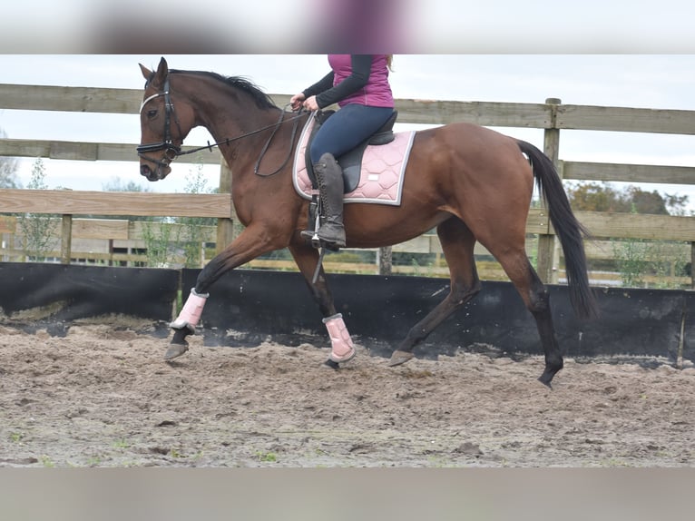 Andere Rassen Merrie 13 Jaar 162 cm Bruin in Achtmaal