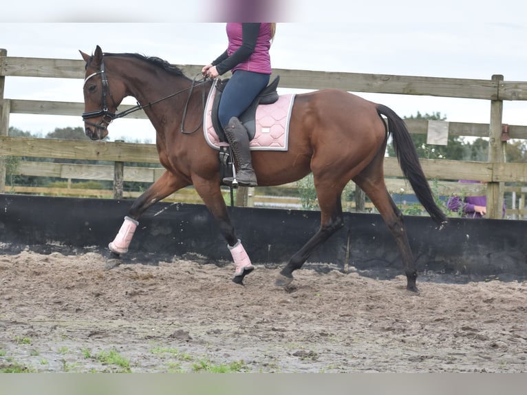 Andere Rassen Merrie 13 Jaar 162 cm Bruin in Achtmaal