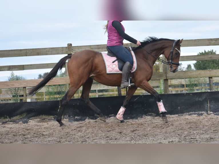 Andere Rassen Merrie 13 Jaar 162 cm Bruin in Achtmaal