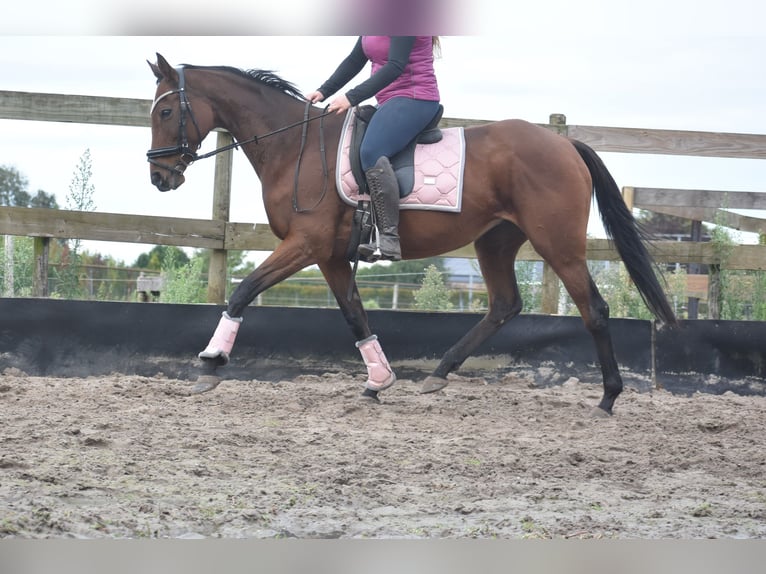 Andere Rassen Merrie 13 Jaar 162 cm Donkerbruin in Achtmaal