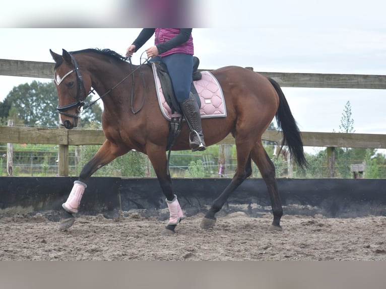 Andere Rassen Merrie 13 Jaar 162 cm Donkerbruin in Achtmaal