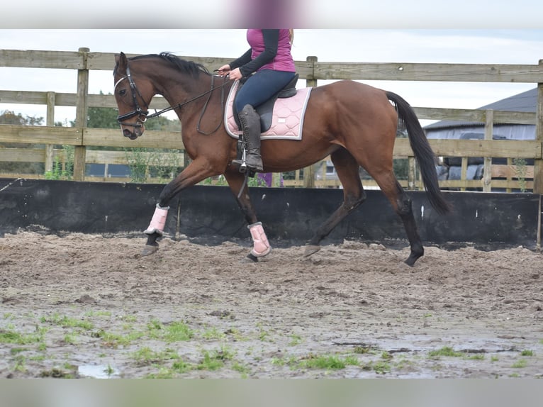 Andere Rassen Merrie 13 Jaar 162 cm Donkerbruin in Achtmaal