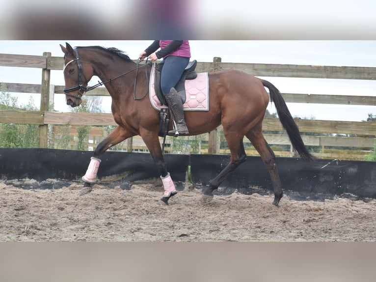 Andere Rassen Merrie 13 Jaar 162 cm Roodbruin in Achtmaal