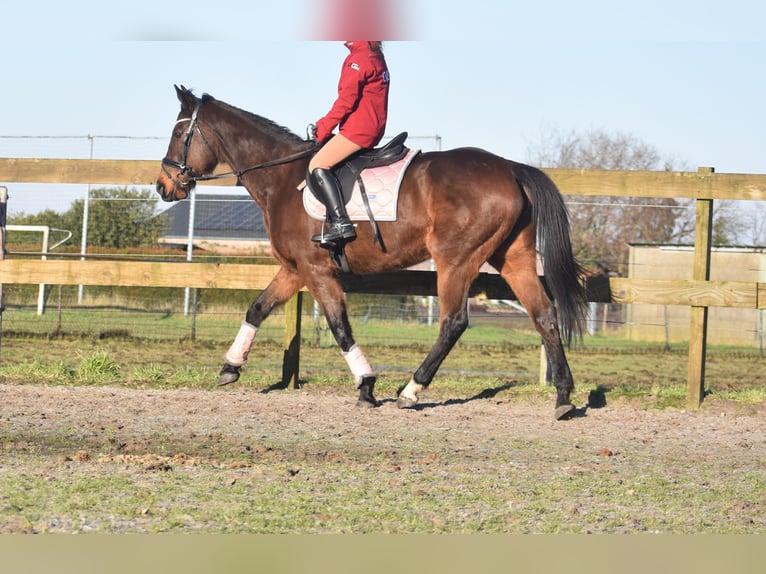 Andere Rassen Merrie 13 Jaar 164 cm Donkerbruin in Achtmaal