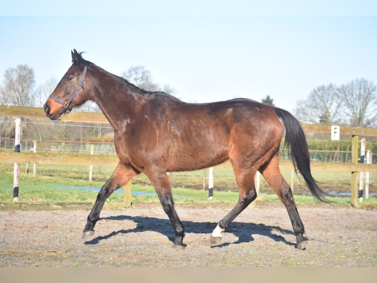 Andere Rassen Merrie 13 Jaar 164 cm Donkerbruin in Achtmaal