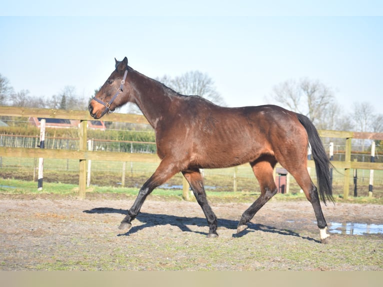 Andere Rassen Merrie 13 Jaar 164 cm Donkerbruin in Achtmaal