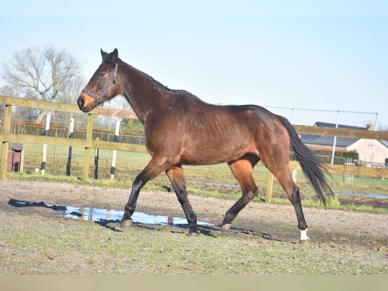 Andere Rassen Merrie 13 Jaar 164 cm Donkerbruin in Achtmaal