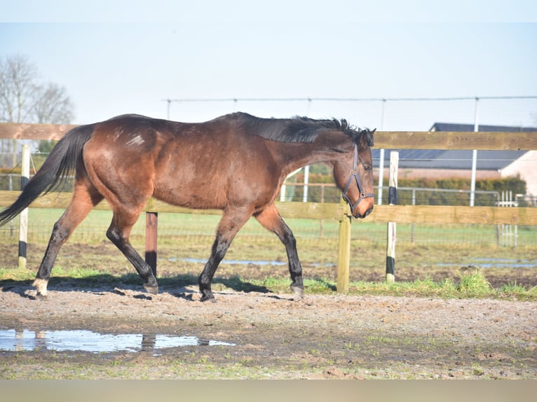 Andere Rassen Merrie 13 Jaar 164 cm Donkerbruin in Achtmaal