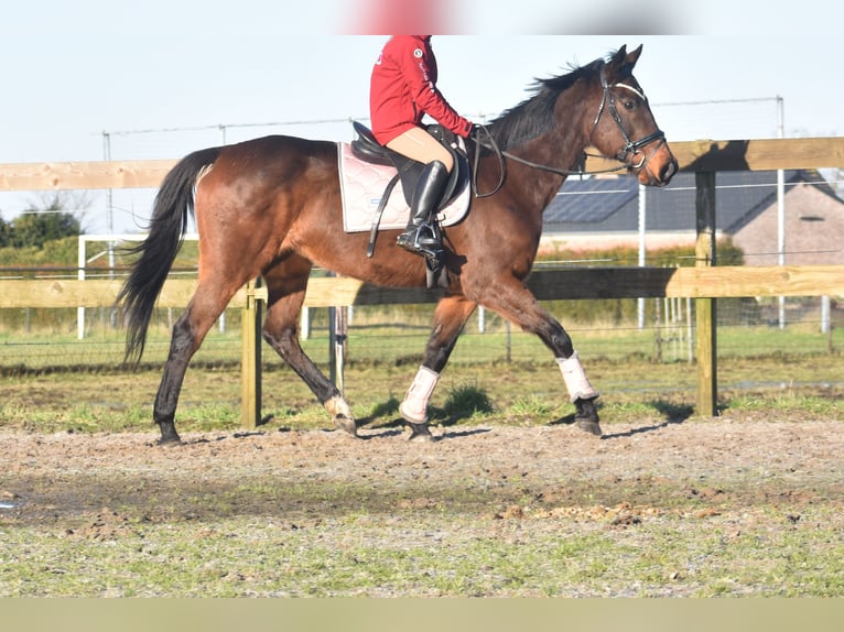 Andere Rassen Merrie 13 Jaar 164 cm Donkerbruin in Achtmaal