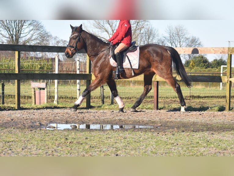 Andere Rassen Merrie 13 Jaar 164 cm Donkerbruin in Achtmaal