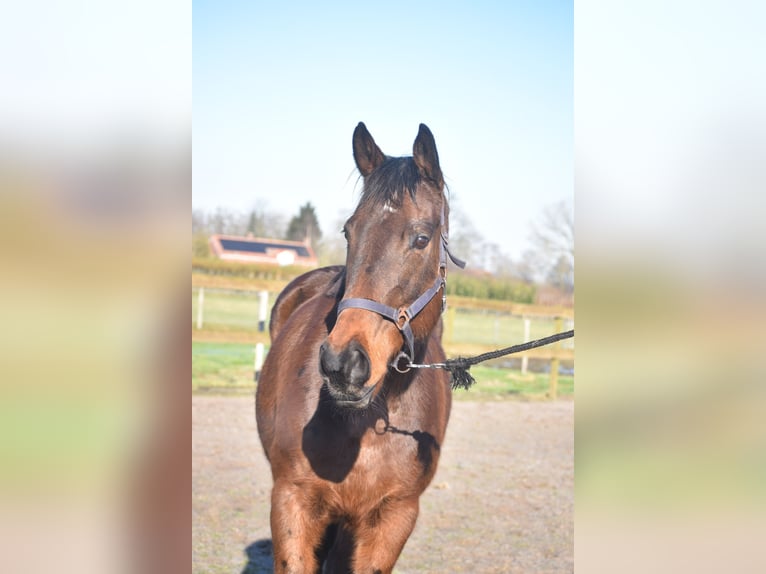 Andere Rassen Merrie 13 Jaar 164 cm Donkerbruin in Achtmaal