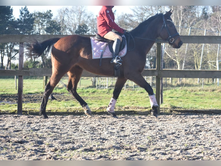 Andere Rassen Merrie 13 Jaar 164 cm Donkerbruin in Achtmaal