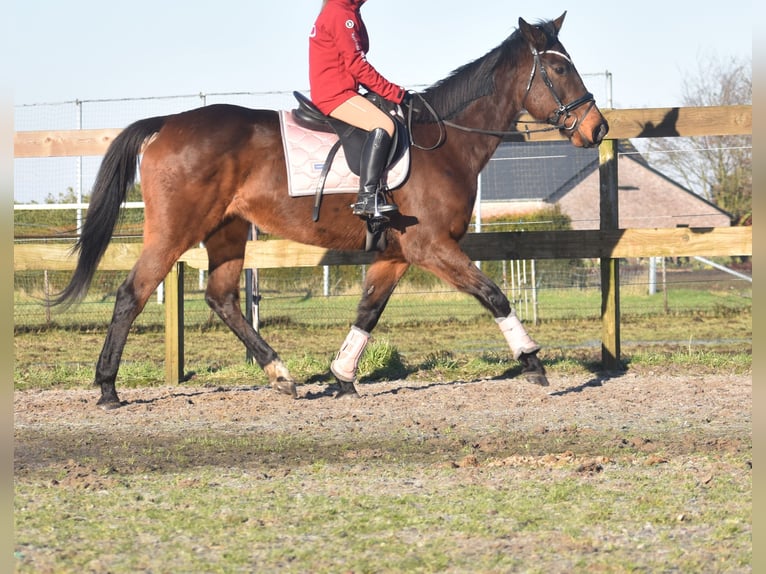 Andere Rassen Merrie 13 Jaar 164 cm Donkerbruin in Achtmaal