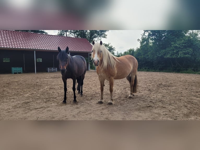 Andere Rassen Mix Merrie 13 Jaar 165 cm Bruin in Oldeholtpade