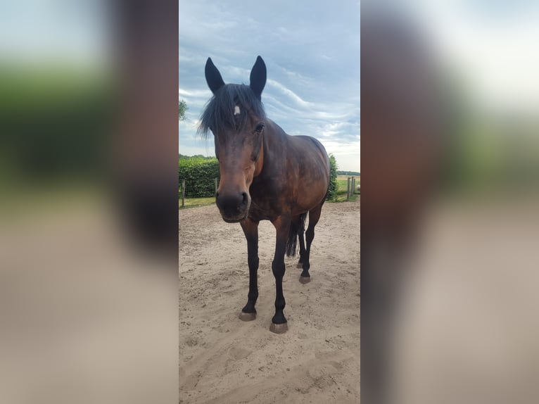 Andere Rassen Mix Merrie 13 Jaar 165 cm Bruin in Oldeholtpade