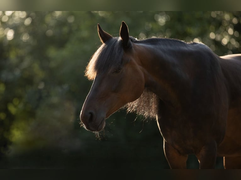 Andere Rassen Mix Merrie 13 Jaar 165 cm Bruin in Oldeholtpade