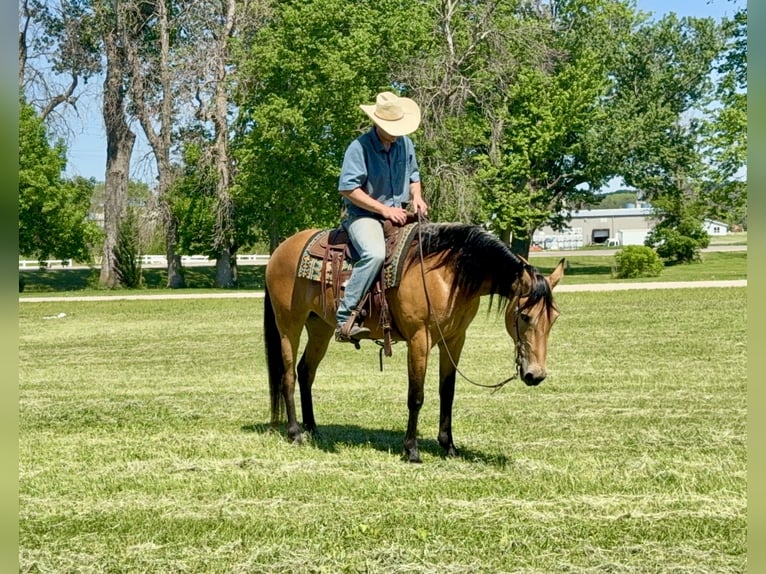 Andere Rassen Merrie 13 Jaar Buckskin in Cannon Falls