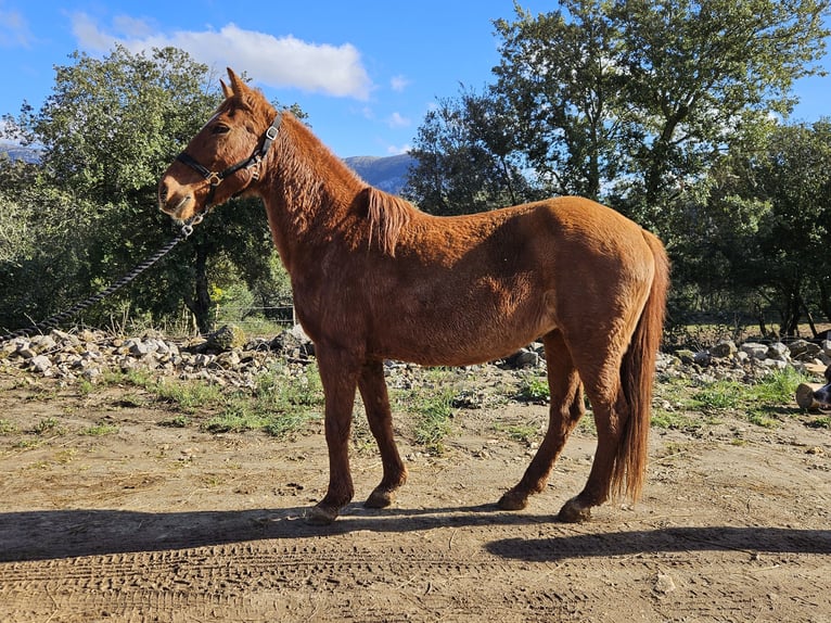 Andere Rassen Merrie 14 Jaar 142 cm Vos in Zerf