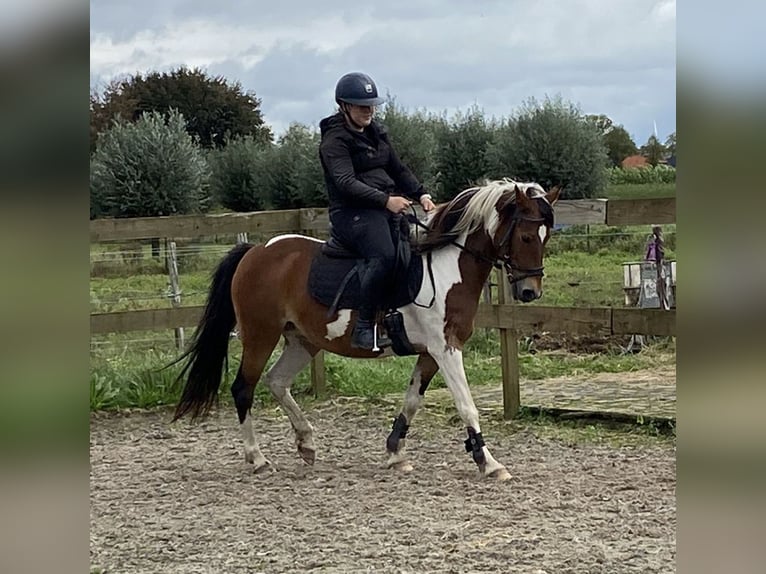 Andere Rassen Merrie 14 Jaar 148 cm Tobiano-alle-kleuren in Achtmaal