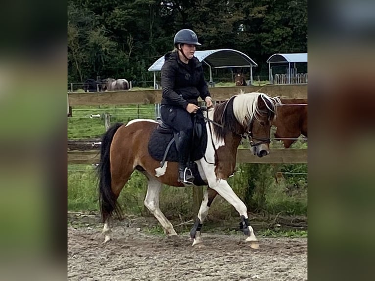 Andere Rassen Merrie 14 Jaar 148 cm Tobiano-alle-kleuren in Achtmaal