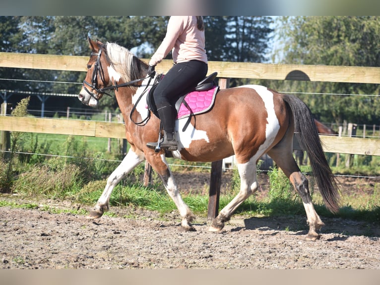 Andere Rassen Merrie 14 Jaar 148 cm Tobiano-alle-kleuren in Achtmaal