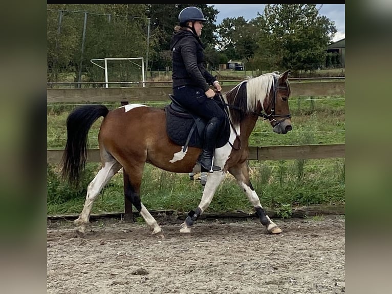 Andere Rassen Merrie 14 Jaar 148 cm Tobiano-alle-kleuren in Achtmaal