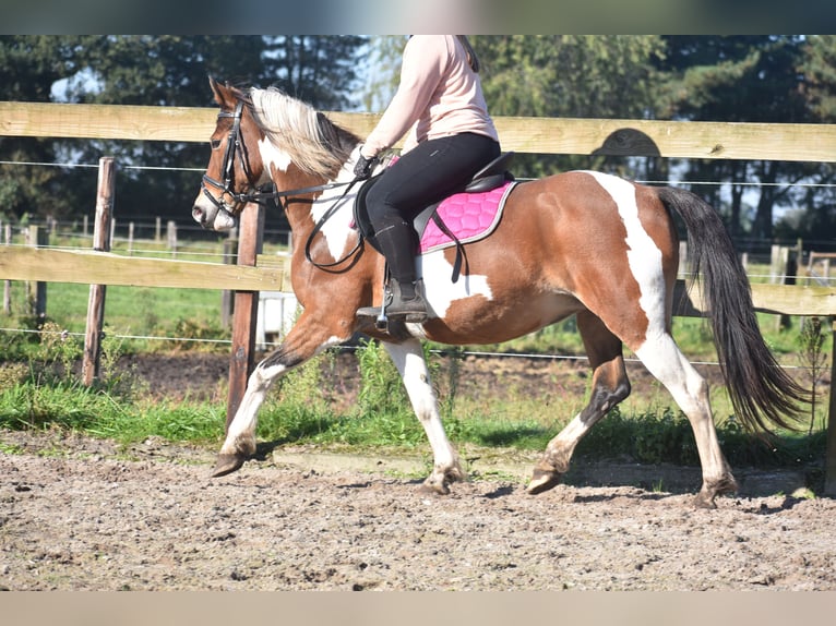 Andere Rassen Merrie 14 Jaar 148 cm Tobiano-alle-kleuren in Achtmaal