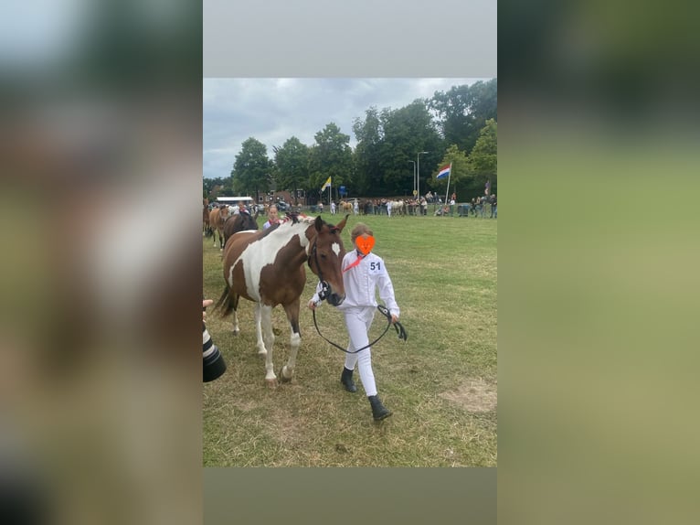 Andere Rassen Merrie 14 Jaar 148 cm Tobiano-alle-kleuren in Achtmaal