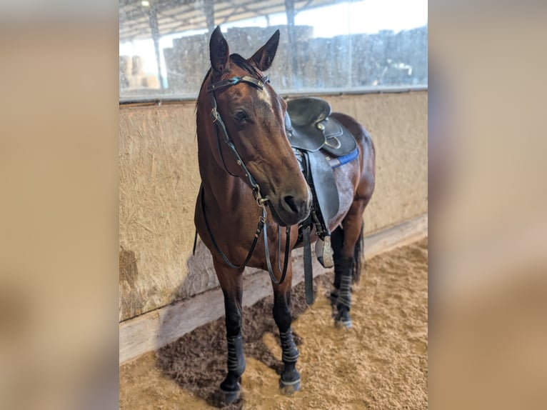 Andere Rassen Mix Merrie 14 Jaar 155 cm Bruin in Steinh&#xF6;ring