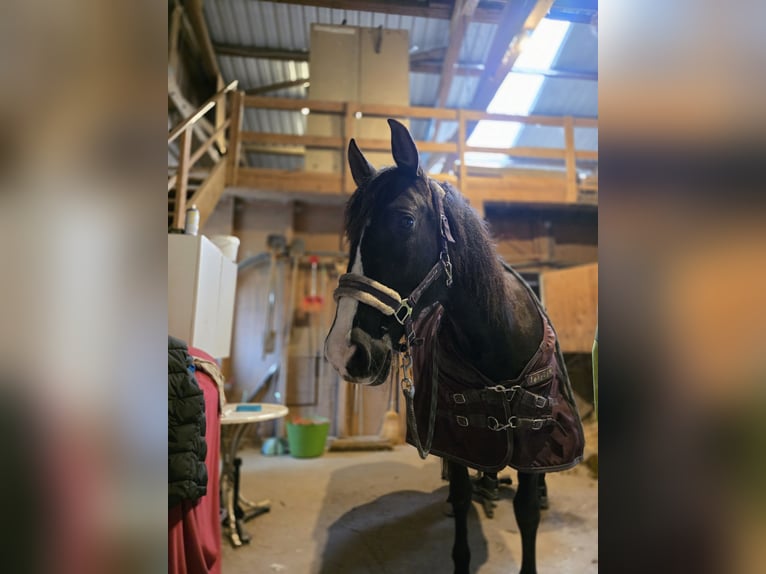 Andere Rassen Merrie 14 Jaar 155 cm Zwart in Ellwangen (Jagst)