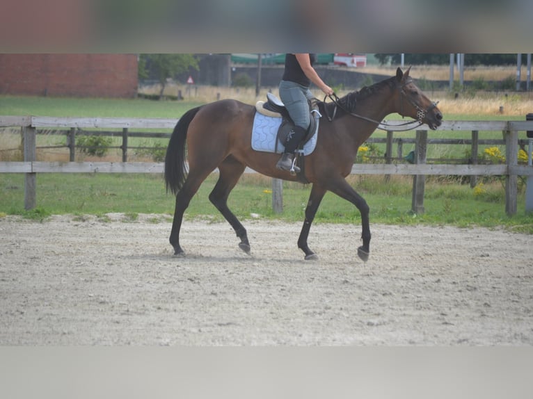 Andere Rassen Merrie 14 Jaar 160 cm Bruin in Breda
