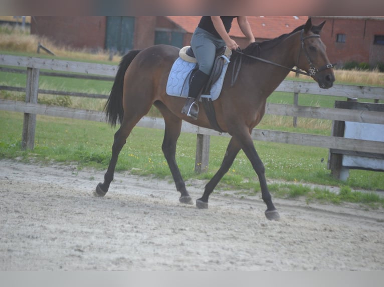 Andere Rassen Merrie 14 Jaar 160 cm Bruin in Breda