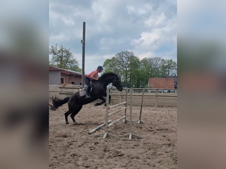 Andere Rassen Mix Merrie 14 Jaar 160 cm Zwart in Wallenhorst