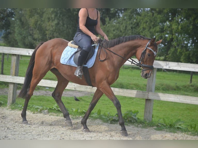 Andere Rassen Merrie 14 Jaar 161 cm Bruin in wuustwezel