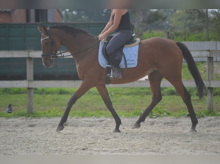 Andere Rassen Merrie 14 Jaar 161 cm Bruin in wuustwezel