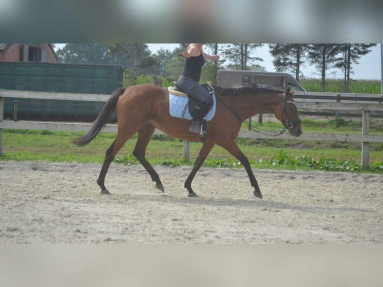 Andere Rassen Merrie 14 Jaar 161 cm Bruin in wuustwezel