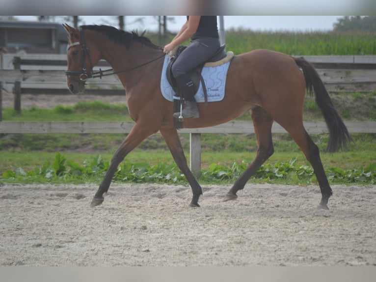 Andere Rassen Merrie 14 Jaar 161 cm Bruin in wuustwezel