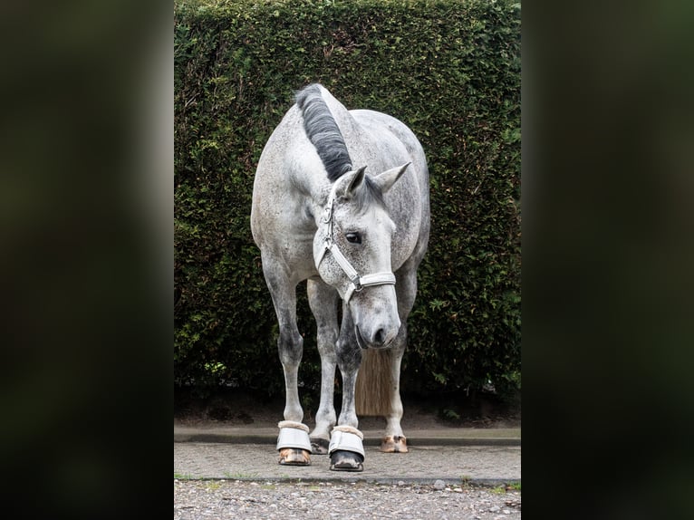 Andere Rassen Merrie 14 Jaar 162 cm Appelschimmel in Dormagen