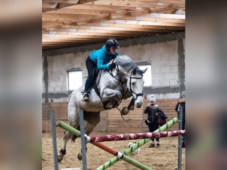 Andere Rassen Merrie 14 Jaar 168 cm Schimmel in Inowrocław