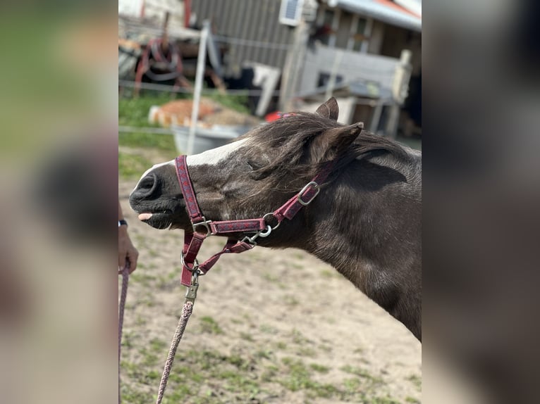 Andere Rassen Mix Merrie 15 Jaar 120 cm Roodbruin in Bredstedt