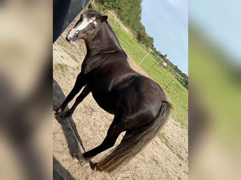 Andere Rassen Mix Merrie 15 Jaar 120 cm Roodbruin in Bredstedt