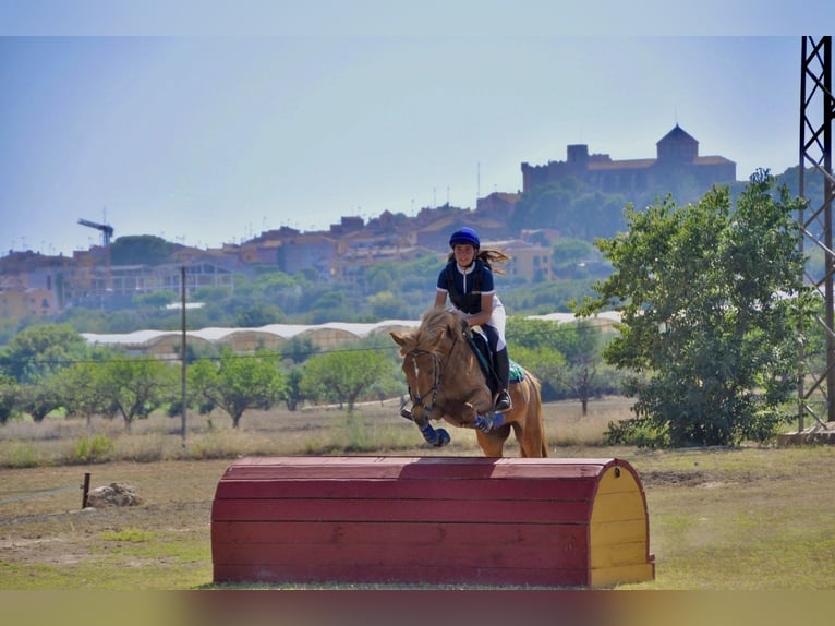 Andere Rassen Merrie 15 Jaar 138 cm in Sabadell