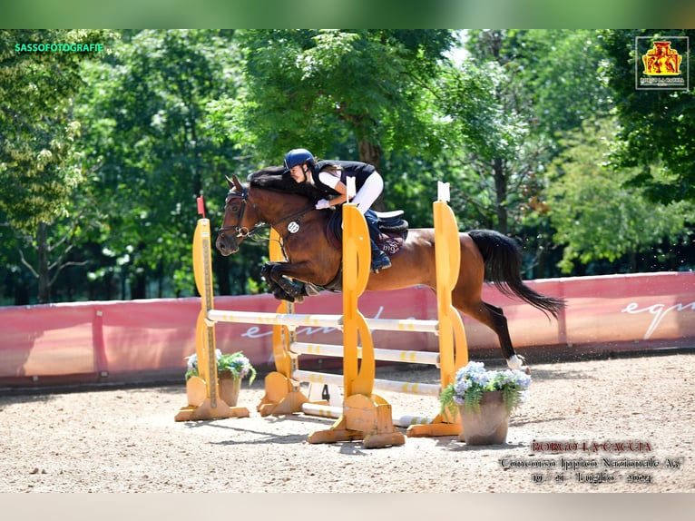 Andere Rassen Merrie 15 Jaar 145 cm Bruin in mirano