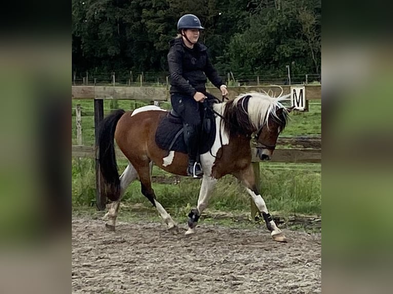 Andere Rassen Merrie 15 Jaar 148 cm Gevlekt-paard in Achtmaal