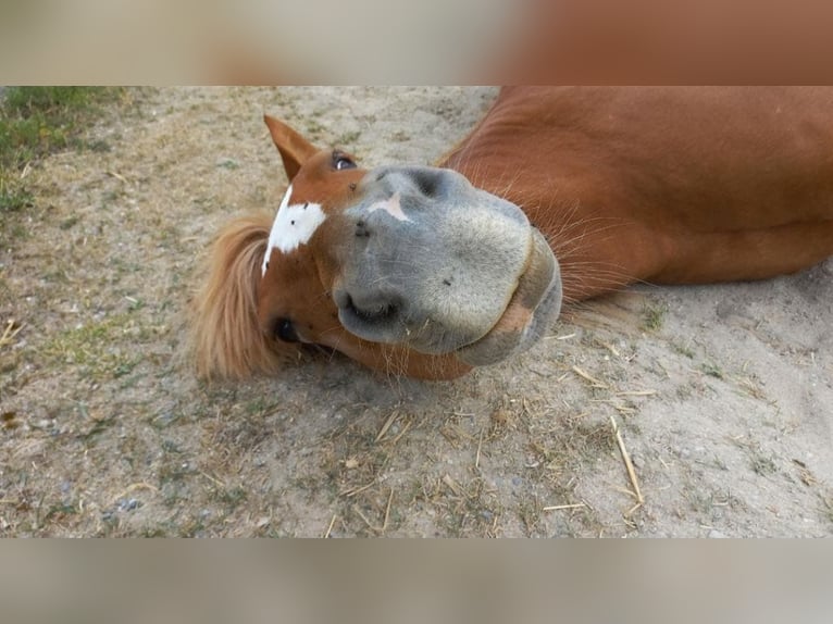 Andere Rassen Mix Merrie 15 Jaar 149 cm Vos in Tschugg