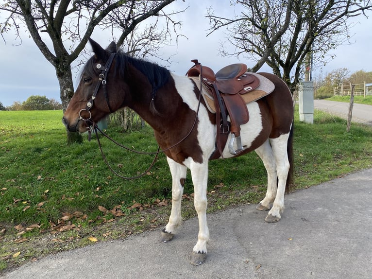 Andere Rassen Mix Merrie 15 Jaar 153 cm Gevlekt-paard in Morsbach