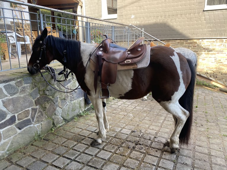 Andere Rassen Mix Merrie 15 Jaar 153 cm Gevlekt-paard in Morsbach