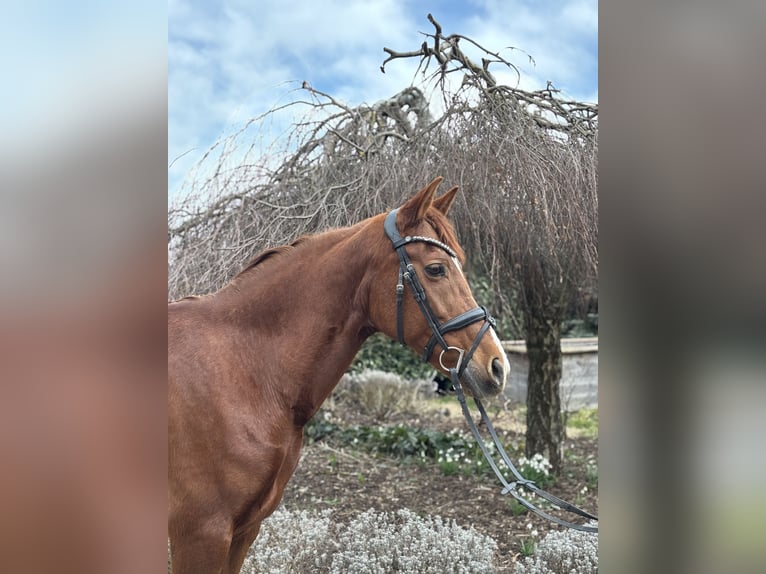 Andere Rassen Merrie 15 Jaar 155 cm Vos in Iggingen