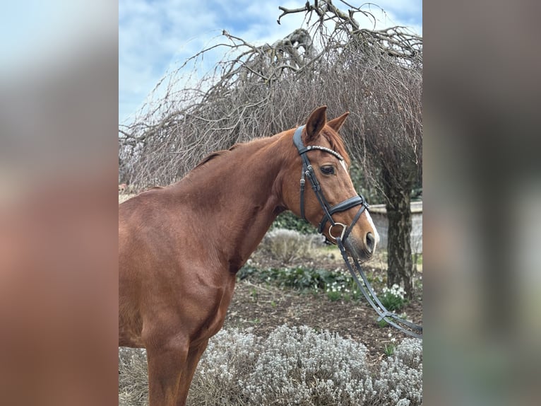 Andere Rassen Merrie 15 Jaar 155 cm Vos in Iggingen