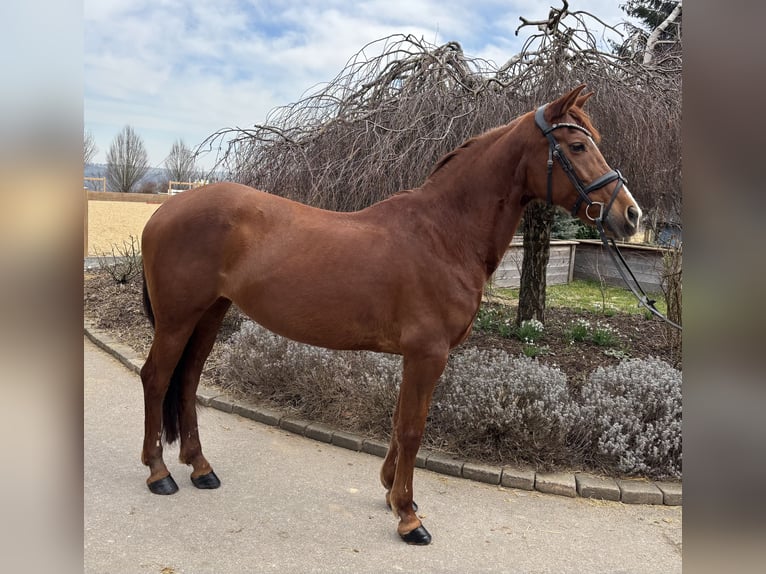 Andere Rassen Merrie 15 Jaar 155 cm Vos in Iggingen